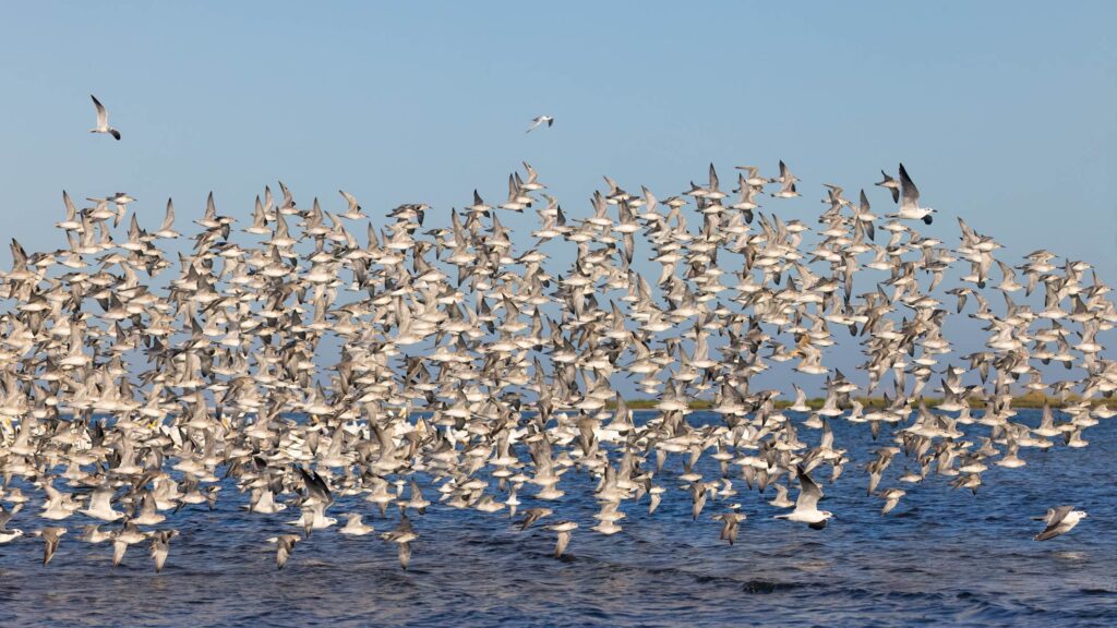 Shorebirds flocking in large numbers at Ft Desoto