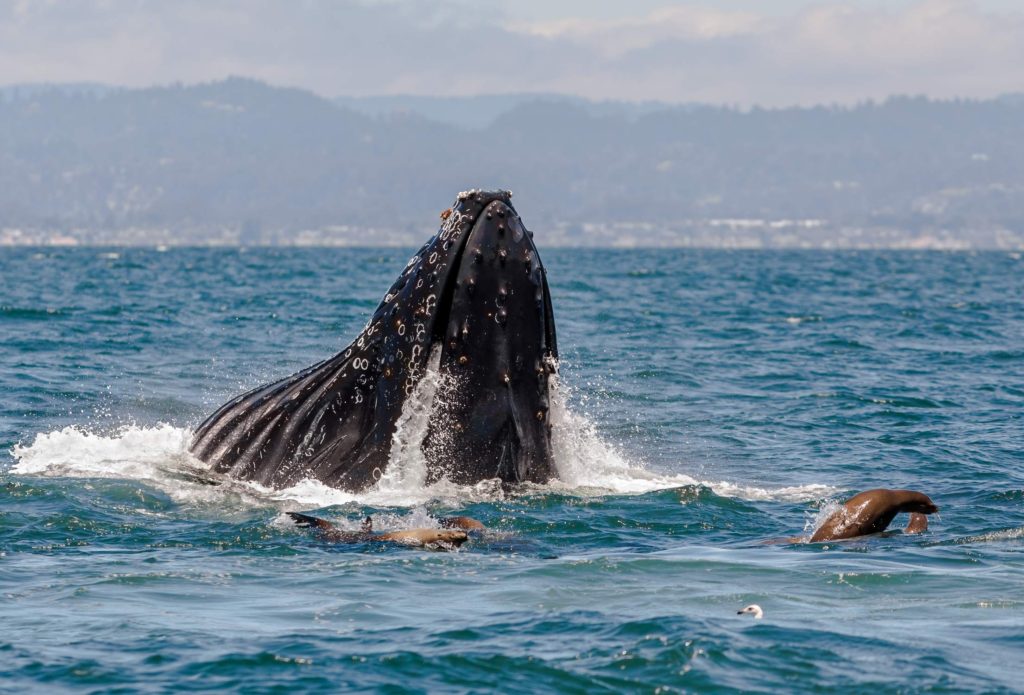 humpback whale lunge feeding with sea lion in Monterey Bay