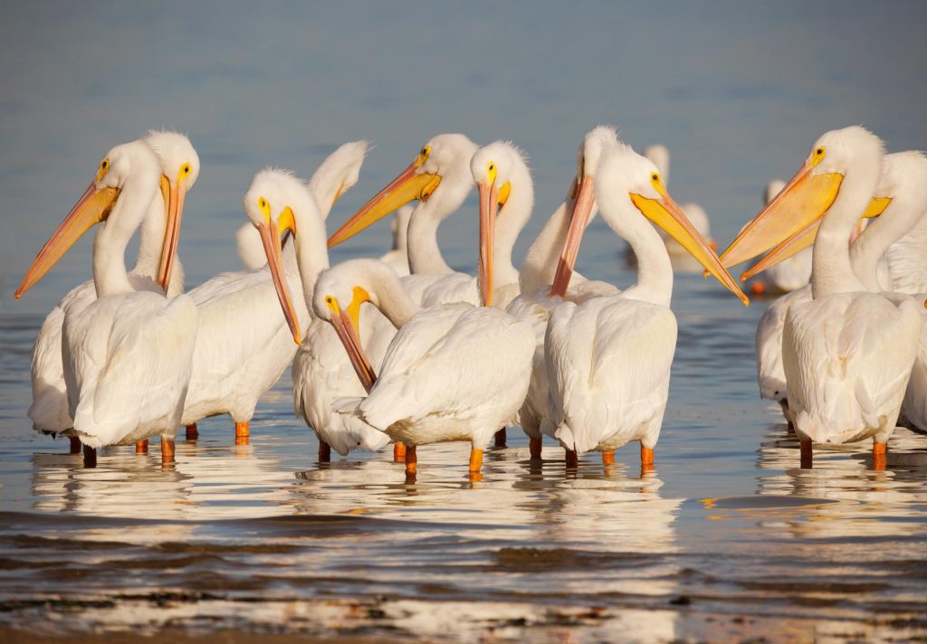 white pelicans standing in shallow water