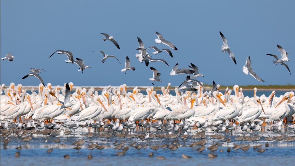 Shore birders delight on Outback Cay, Ft Desoto, Florida. Ameircan White Pelicans and terns