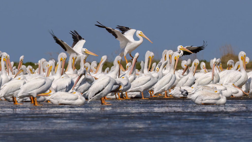 American white pelicans gather in large numbers on the newly formed Outback Cay at Fort Desoto