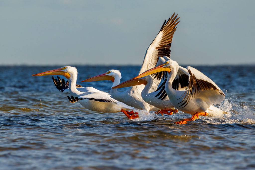 white-pelicans-lift-off