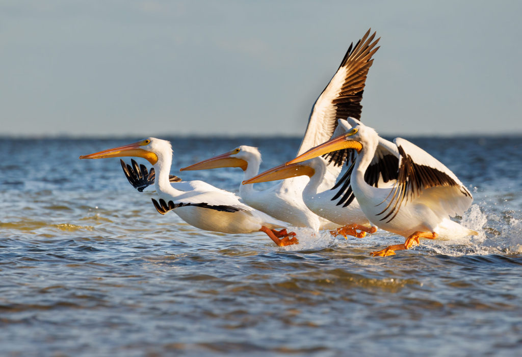 white pelicans taing off
