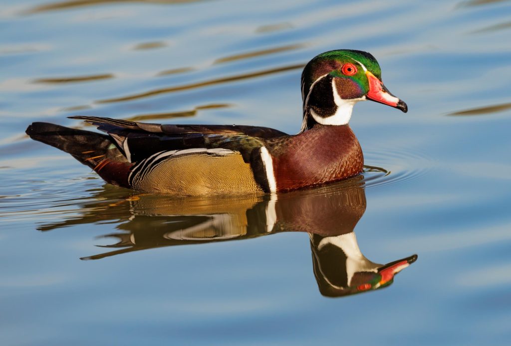 Wood duck male and reflection