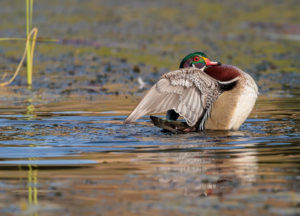 wood-duck-pose