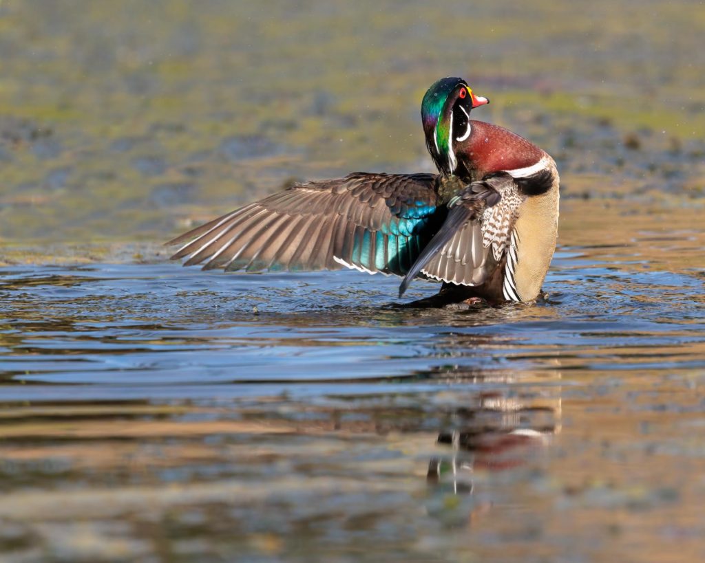 Drake wood duck showing his outspread wings
