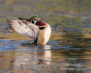 wood-duck-wing-flap