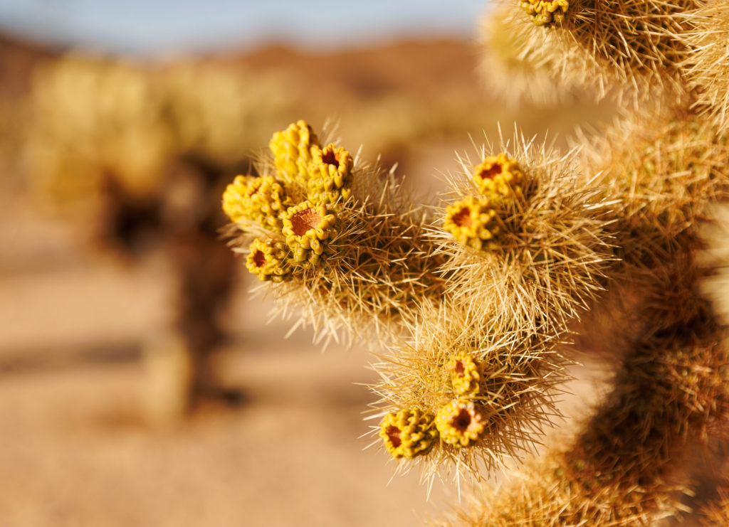 Chollo cactus in Joshua Tree National Park