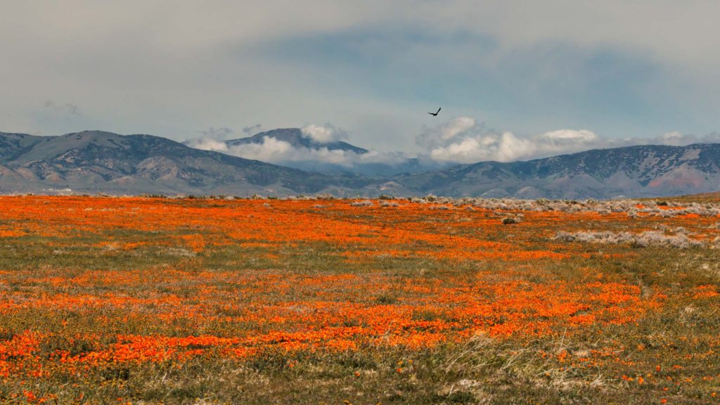 Antelope valley and wild poppies with mountains in the distance