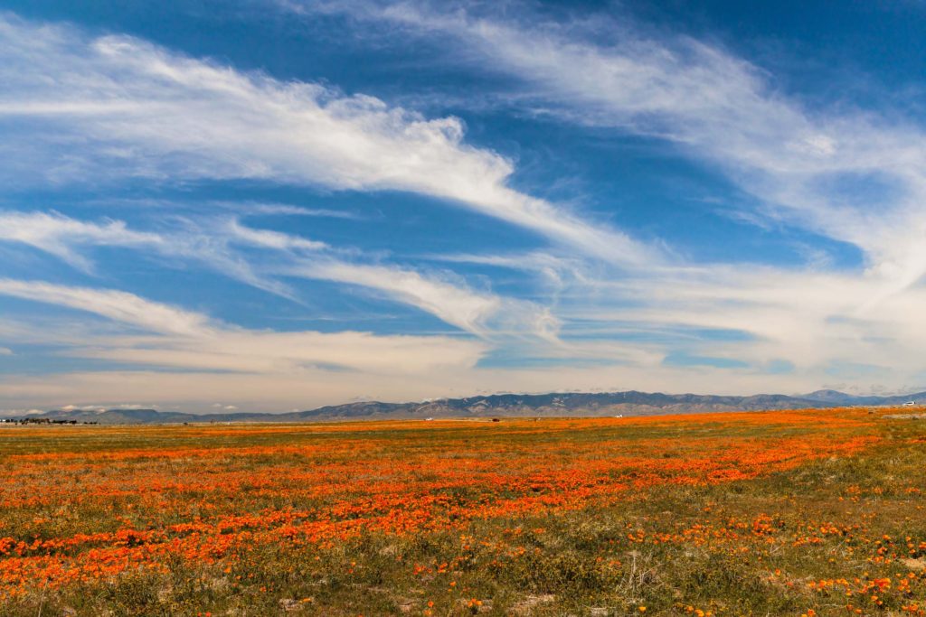 califonia wild poppies and a beautiful sky