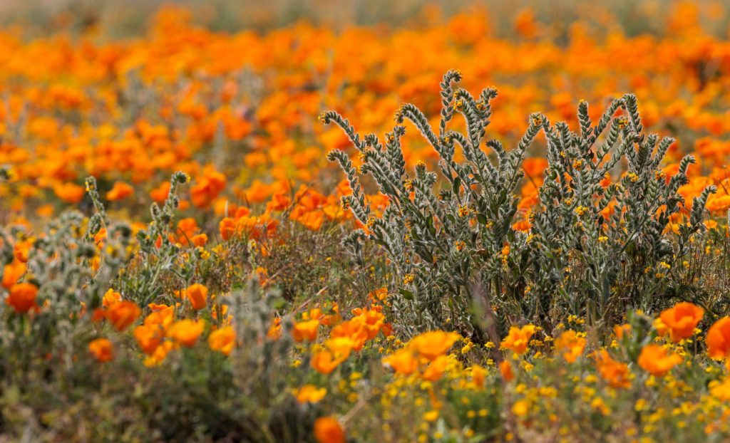 wildflowers in Antelope Valley