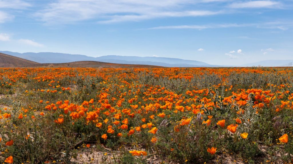 Wild poppies in Antelope Valley