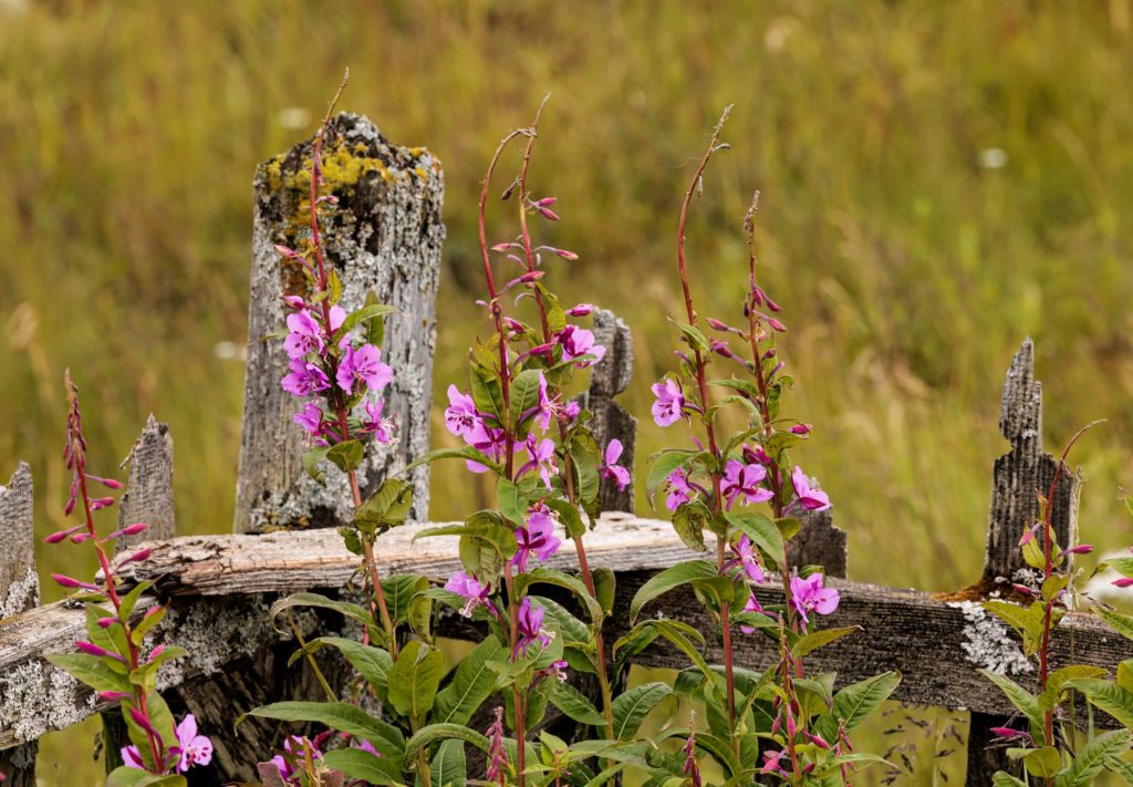 fireweed grows on an old grave in Nome cemetary, Alaska