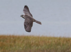 gyr-falcon-in-flight