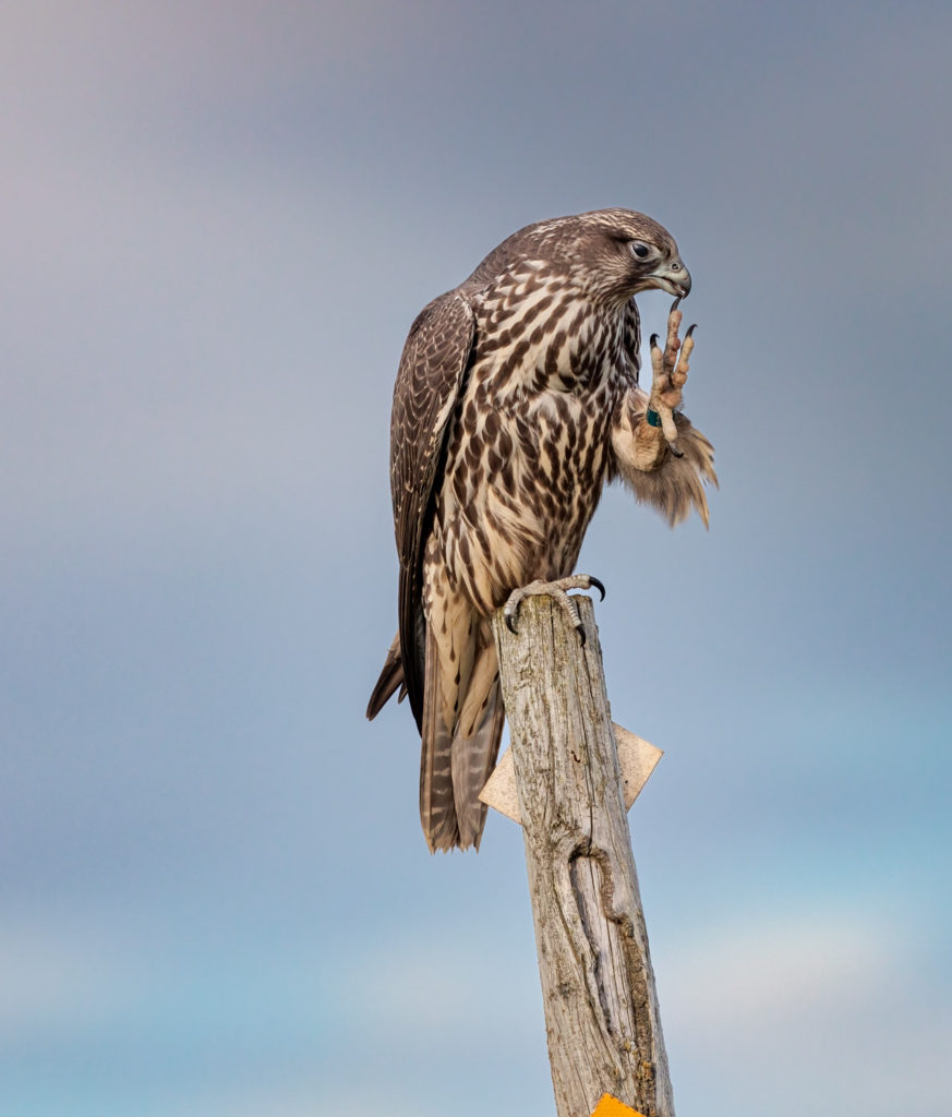 gry falcon perched on sign post scratching face near Nome, Alaska