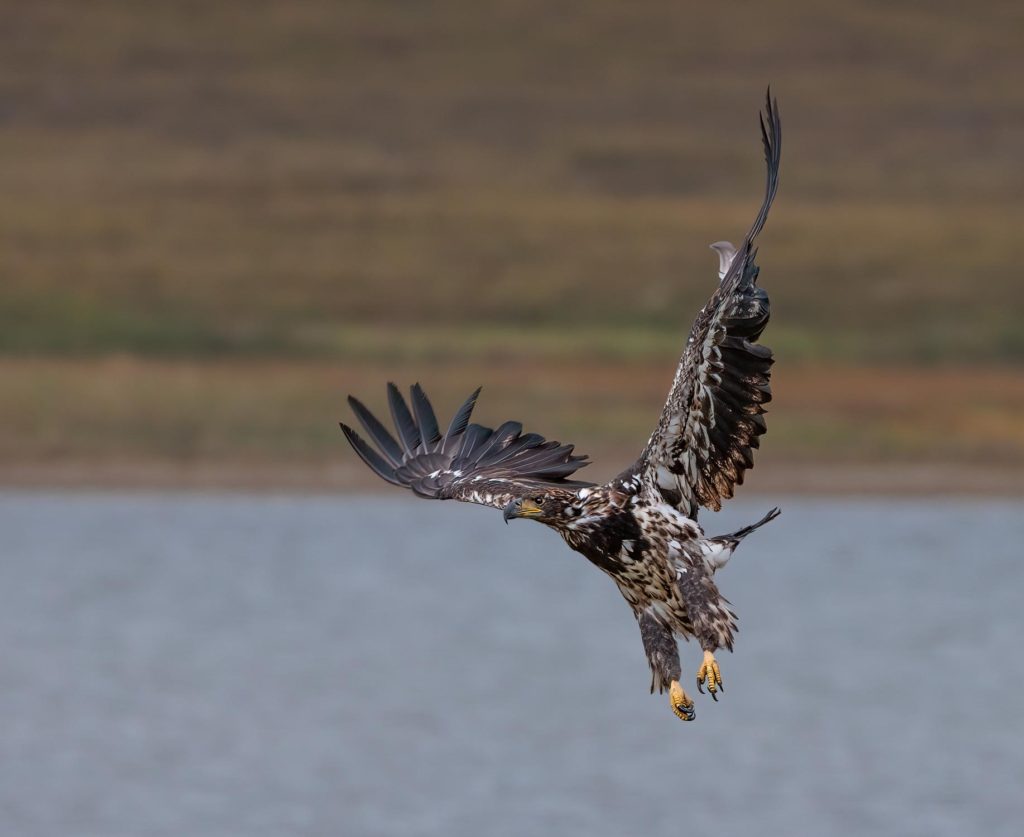 juvemmile bald eagle in flight in NOme, Alaska