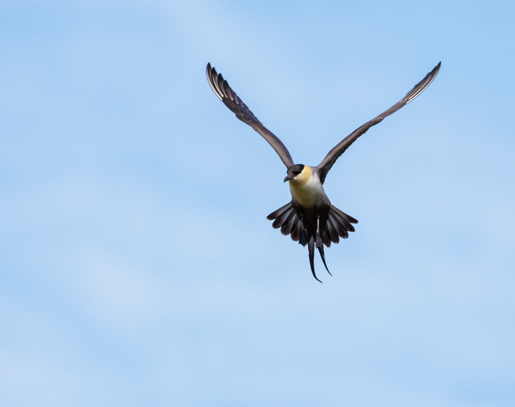 long tailed jaeger hovering over Alaskan Tundra