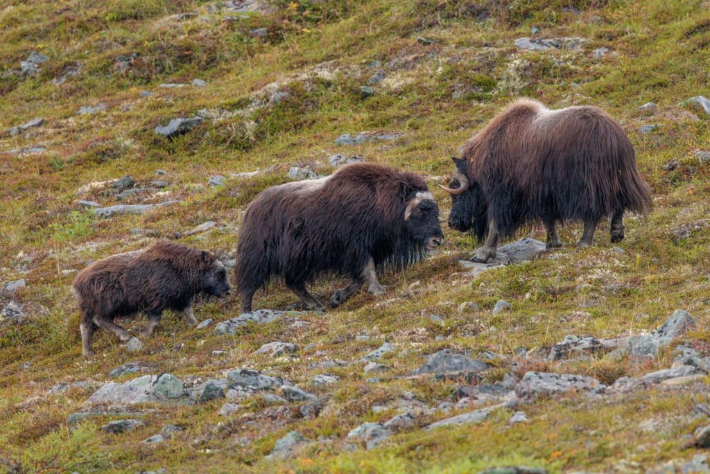 Musk ox family on the tundra in Nome, Alaska