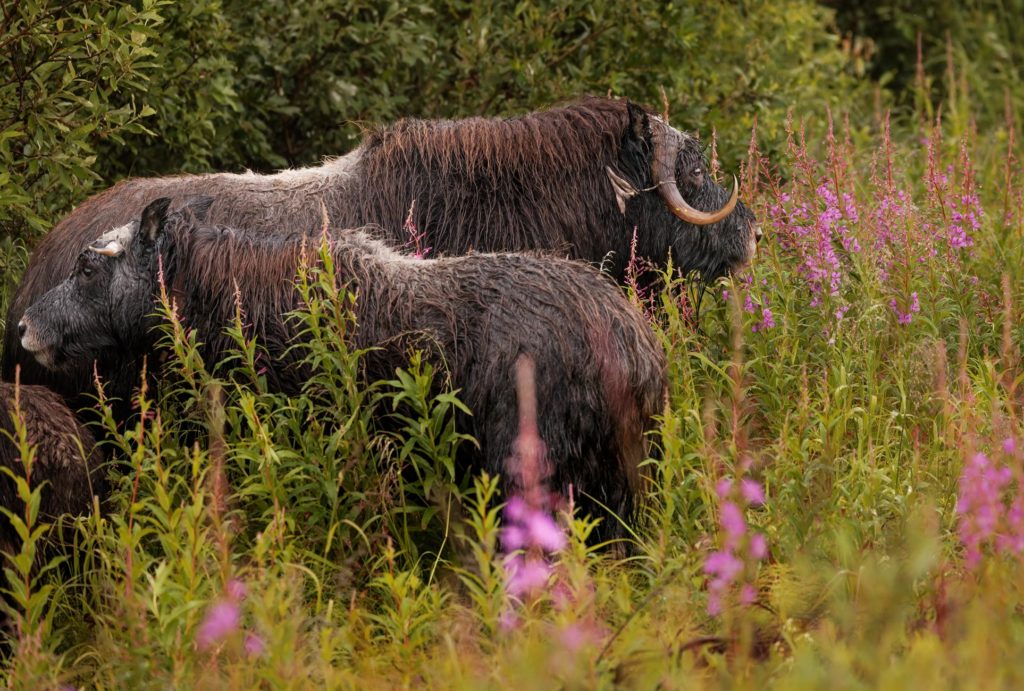 Musk ox and calf in the fire weed