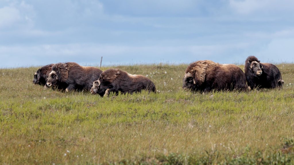 Herd of Musk ox on the Nome, Alaska tundra