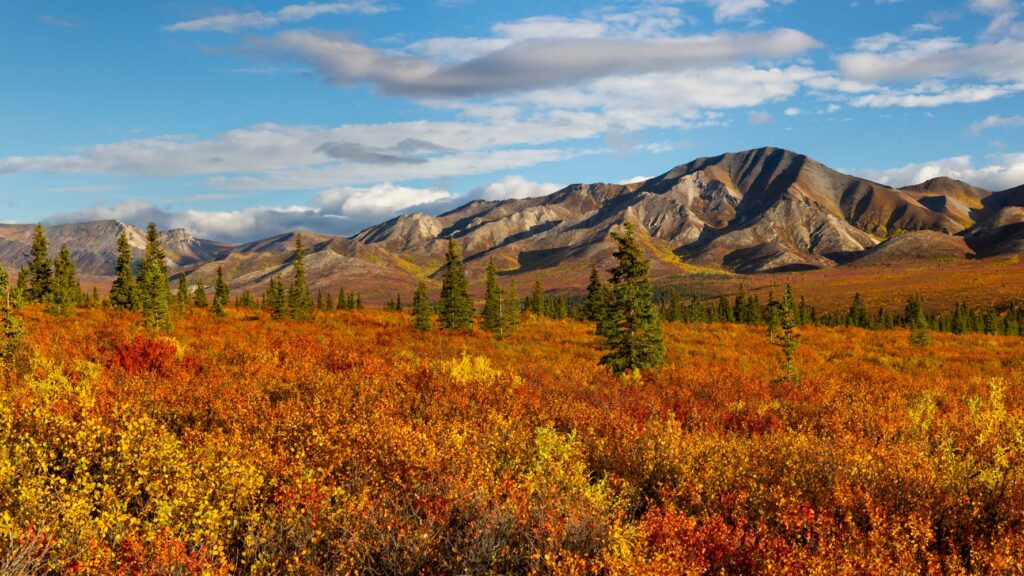 Denali National Park in the fall