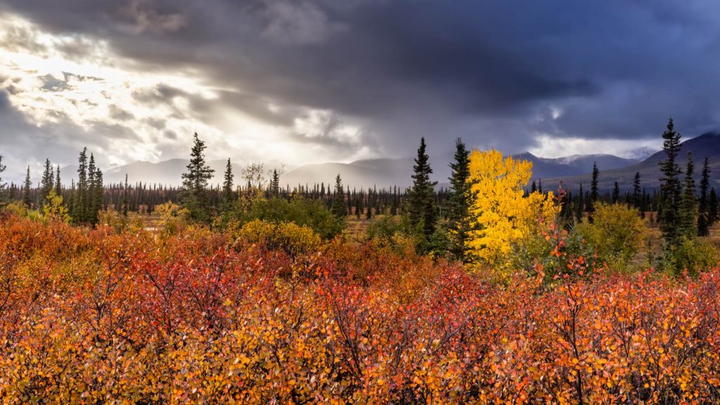 dramatic skies and fall foliage on the drive to Denali in Alaska