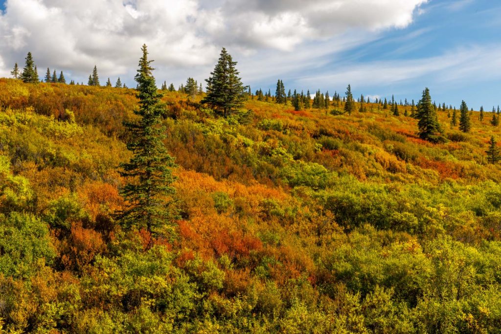 Fall colors on the tundra with spruce trees